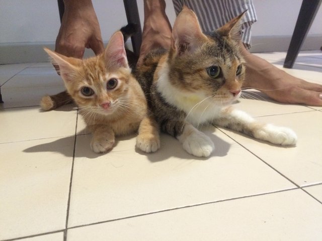 Muezza &amp; Marmalade - Calico + Tabby Cat