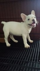 Purewhite Female.frenchie F31 - French Bulldog Dog