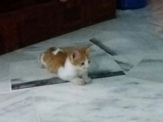 Garfield - Persian Cat