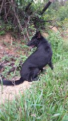 Black German Shepherd - German Shepherd Dog Dog