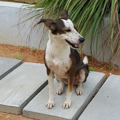 Mori (Adopted) - Mixed Breed Dog