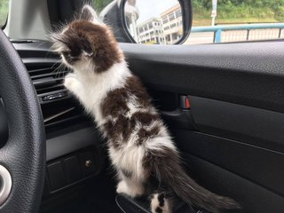 Raisin - Domestic Short Hair Cat