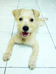 Yoyo  - Jack Russell Terrier + Miniature Pinscher Dog