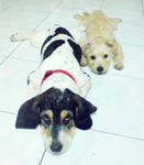 Yoyo  - Jack Russell Terrier + Miniature Pinscher Dog