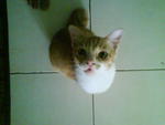 Chebee - Domestic Short Hair Cat