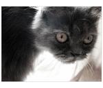 Gurl - Persian + Domestic Long Hair Cat