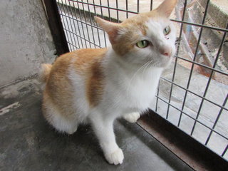 64103 (C4) - Domestic Short Hair Cat