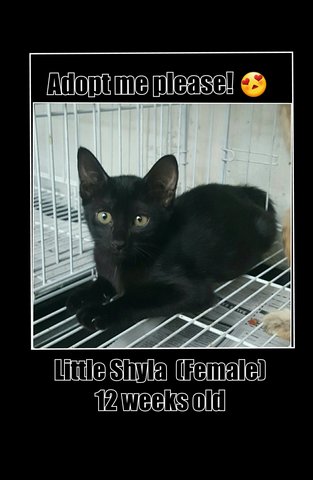 Little Shyla - Domestic Short Hair Cat