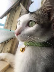 Mimo - Domestic Medium Hair Cat