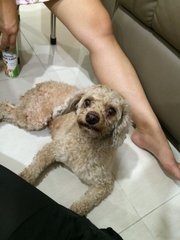 Unknown - Poodle Dog