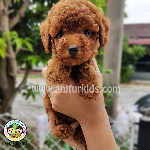 Adorable Tiny Toy Poodle Puppies1 - Poodle Dog