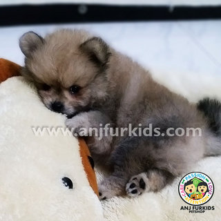 Quality Pom2eranian Puppies - Pomeranian Dog