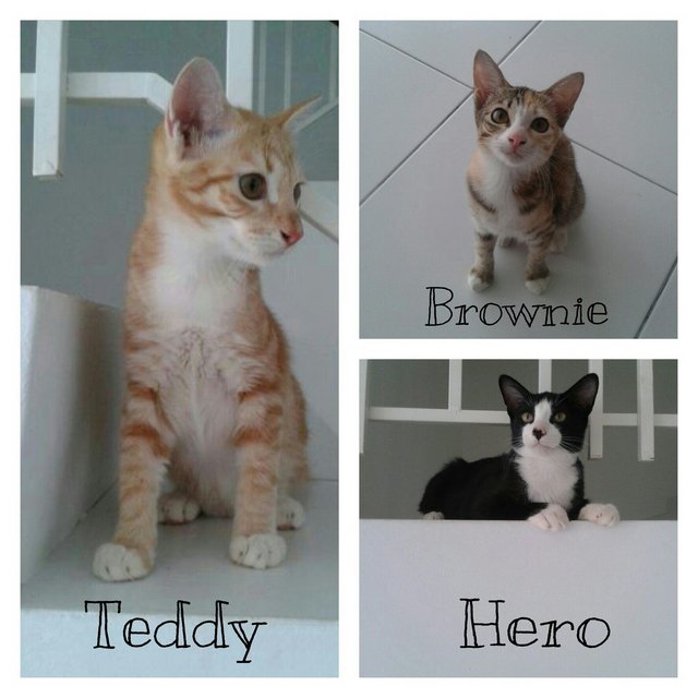 Teddy, Hero N Brownie - Domestic Short Hair Cat