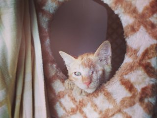 Buster Kitten - Domestic Short Hair Cat