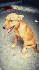 Musang King  - Mixed Breed Dog