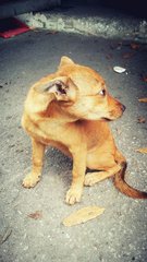 Musang King  - Mixed Breed Dog