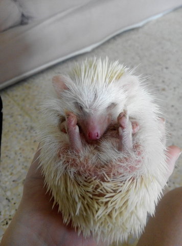 Fuzzy - Hedgehog Small & Furry