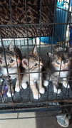Fify, Luwee, Patchy - Luwee & Patchy have been adopted