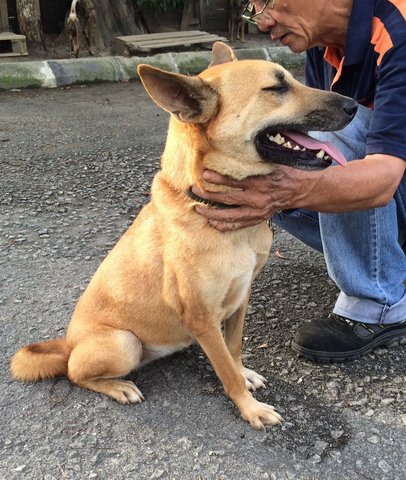 Sheeba - Mixed Breed Dog