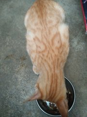 Yy Boy - Domestic Short Hair Cat