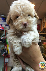 Adorable Cream Tiny Toy Poodle Pup1 - Poodle Dog