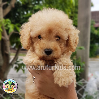 Adorable Cream Tiny Toy Poodle Pup1 - Poodle Dog