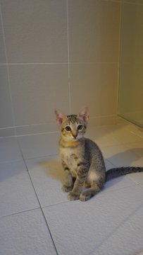 Tto Tto - Domestic Short Hair Cat