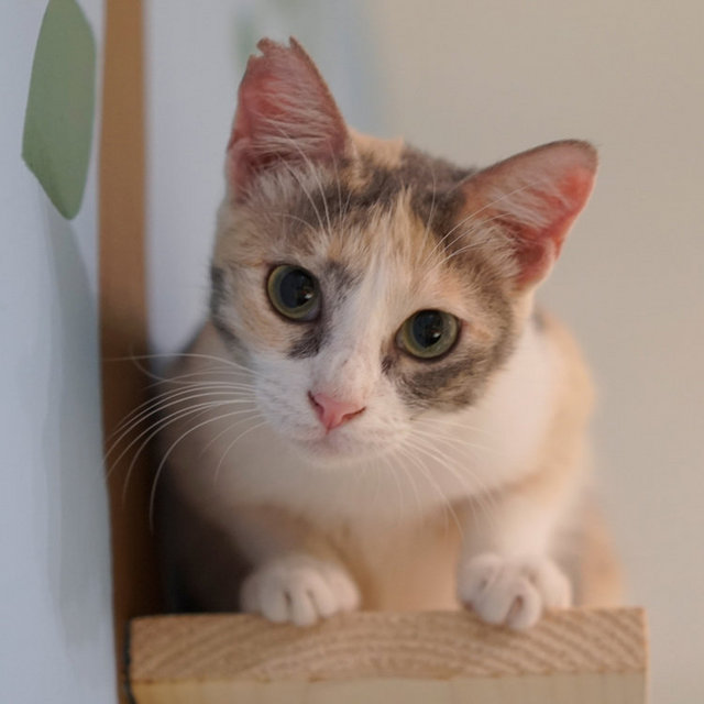 Mocha - Domestic Short Hair Cat