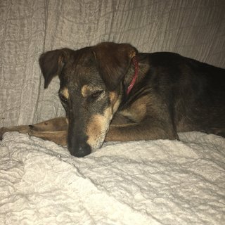 Hazel - Mixed Breed Dog