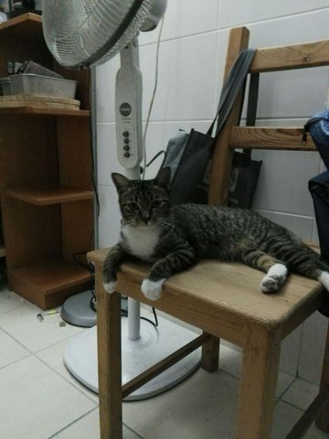 Manky - Domestic Short Hair Cat