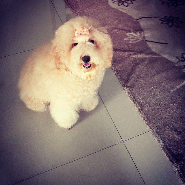 Memol - Poodle Dog