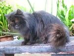 Tara - Persian Cat