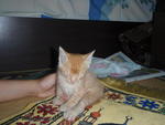 Kuning I - Singapura Cat