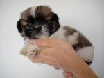 Adorable/cute Shih Tzu - Shih Tzu Dog