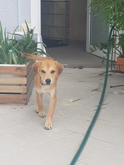 Sasa - Mixed Breed Dog