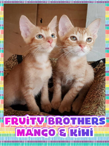 Fruity Brothers - Mango &amp; Kiwi - Tabby Cat