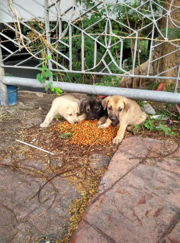 Newborn Bu Pups - Mixed Breed Dog
