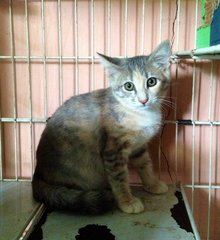 Talullah - Domestic Short Hair Cat