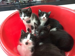 Cute kittens looking for a good home