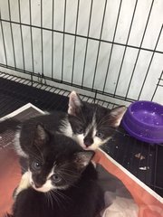 Liz &amp; Taylor Looking For A Home! - Domestic Short Hair Cat