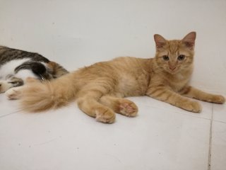 Latifa - Domestic Medium Hair Cat