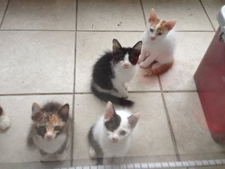 Kittens - Dilute Tortoiseshell + Tabby Cat