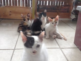 Kittens - Dilute Tortoiseshell + Tabby Cat