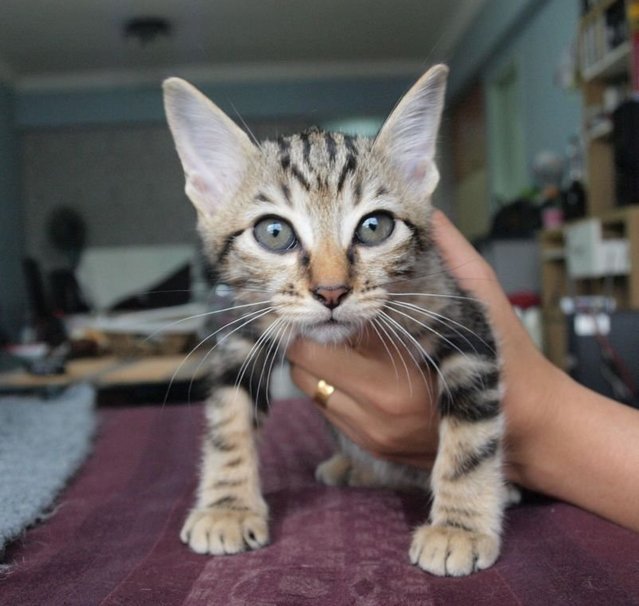 Amy - Bengal + American Shorthair Cat