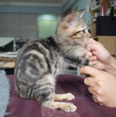 Amy - Bengal + American Shorthair Cat