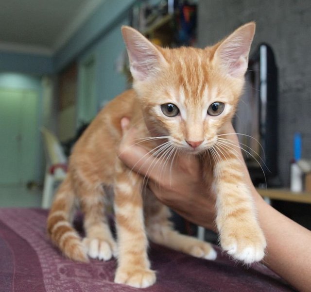 Mika - Bengal + American Shorthair Cat