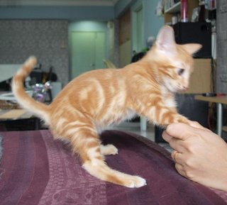 Mika - Bengal + American Shorthair Cat