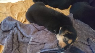 6 Cute Puppies - Mixed Breed Dog