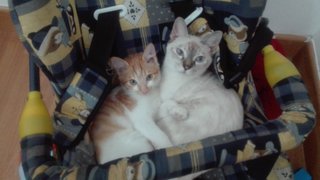 Ginger &amp; Peanut - Siamese Cat