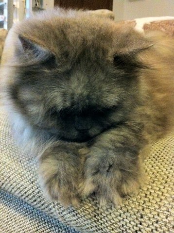 Kiko - Persian Cat